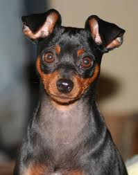 The Miniature Pinscher